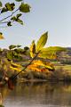 2017_11_03_Etang de Rangere (0009)